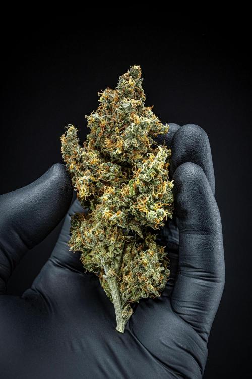 Maui Wowie Autoflower Seeds. Week 14 - Day 135 – after dry trim and curing