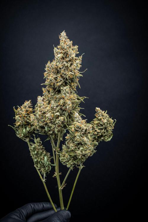 Maui Wowie Autoflower Seeds. Week 14 - Day 102 – after 10 Days drying with the dry rocket