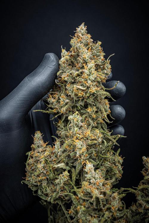 Maui Wowie Autoflower Seeds. Week 14 - Day 102 – after 10 Days drying with the dry rocket