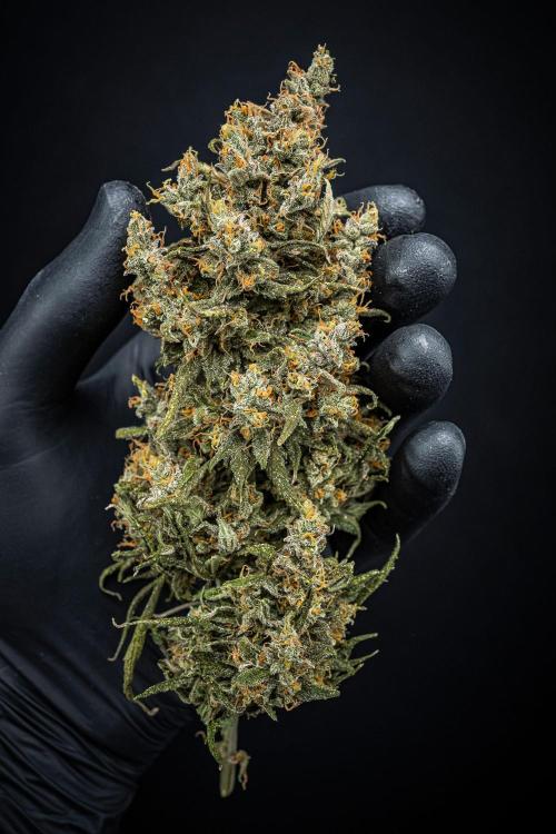 Maui Wowie Autoflower Seeds. Week 14 - Day 102 – after 10 Days drying with the dry rocket