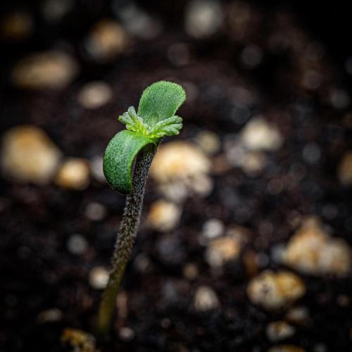 Passion Fruitz Automatic Zamnesia. Week 0 - Hello little girl!