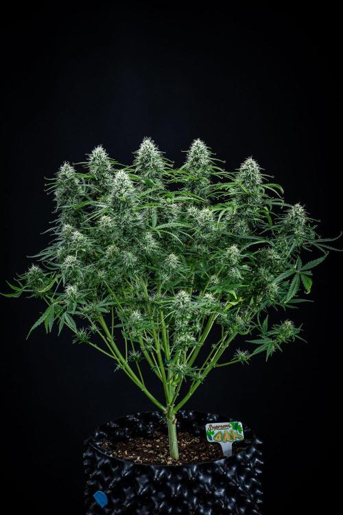 Sensi Supreme Oak Automatic Sensi Seeds. Week 9 - Day 63