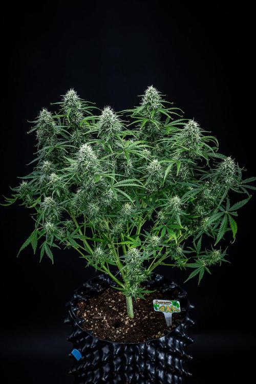 Sensi Supreme Oak Automatic Sensi Seeds. Week 9 - Day 63