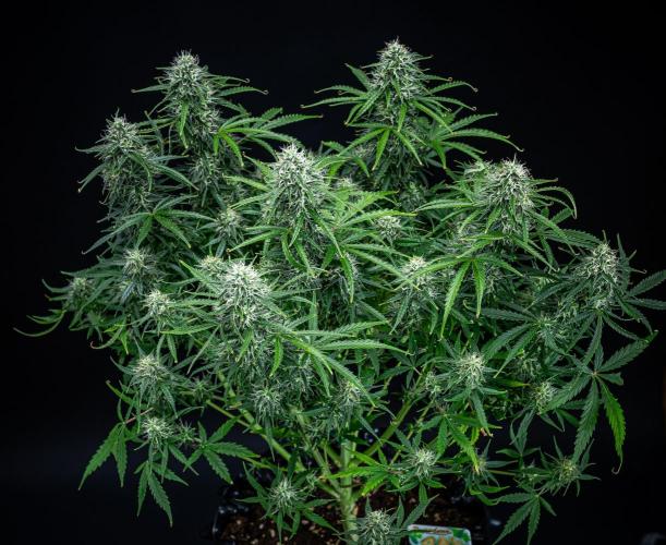 Sensi Supreme Oak Automatic Sensi Seeds. Week 9 - Day 63