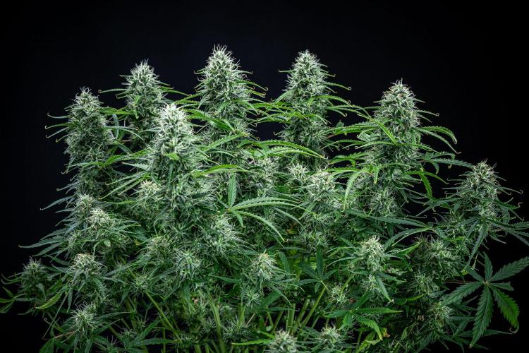 Sensi Supreme Oak Automatic Sensi Seeds. Week 9 - Day 63