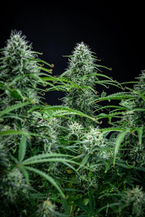 Sensi Supreme Oak Automatic Sensi Seeds. Week 9 - Day 63