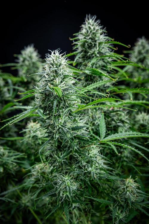 Sensi Supreme Oak Automatic Sensi Seeds. Week 9 - Day 63