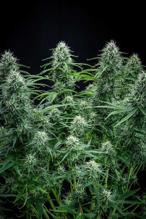 Sensi Supreme Oak Automatic Sensi Seeds. Week 9 - Day 63