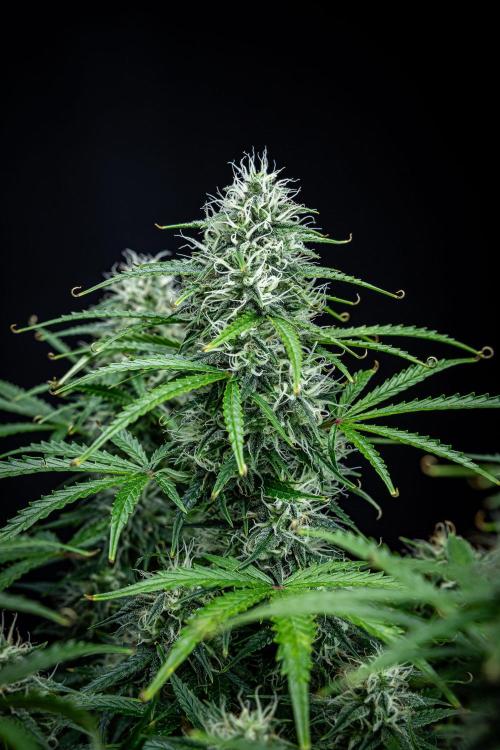 Sensi Supreme Oak Automatic Sensi Seeds. Week 9 - Day 63