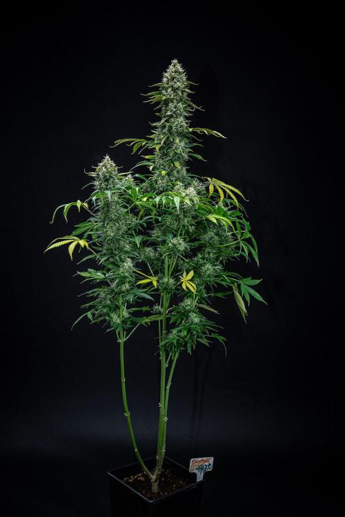 Ghost Train Haze Autoflower Zamnesia. Week 13 - Day 92