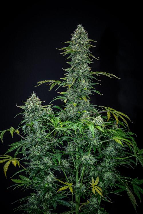 Ghost Train Haze Autoflower Zamnesia. Week 13 - Day 92
