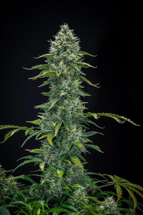 Ghost Train Haze Autoflower Zamnesia. Week 13 - Day 92