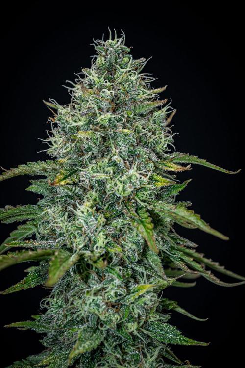 Ghost Train Haze Autoflower Zamnesia. Week 13 - Day 92