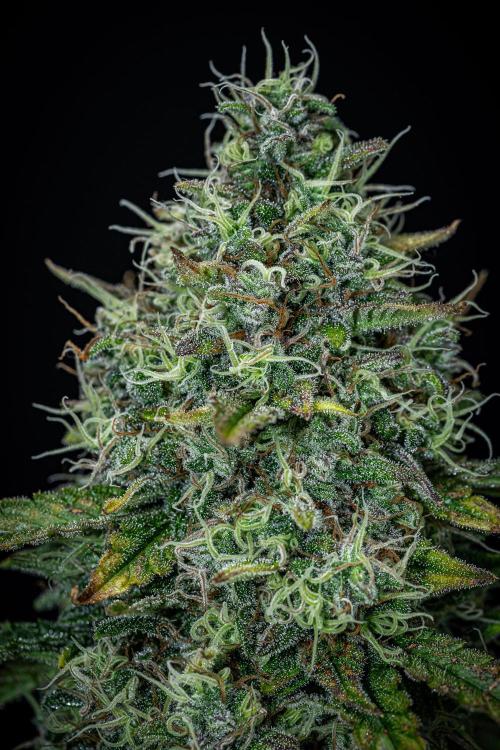 Ghost Train Haze Autoflower Zamnesia. Week 13 - Day 92