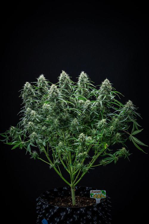 Sensi Supreme Oak Automatic Sensi Seeds. Week 10 - Day 70