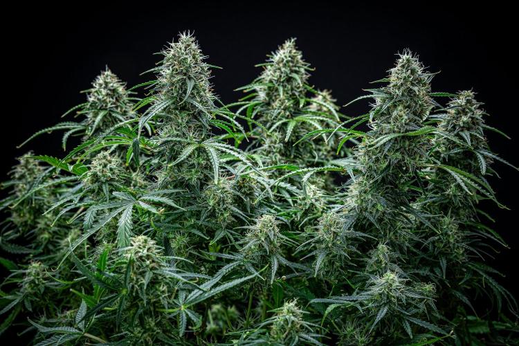 Sensi Supreme Oak Automatic Sensi Seeds. Week 10 - Day 70