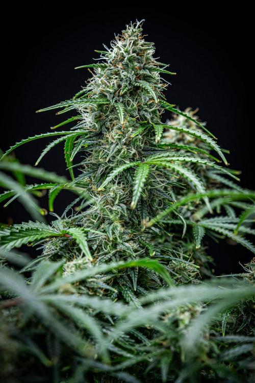 Sensi Supreme Oak Automatic Sensi Seeds. Week 10 - Day 70