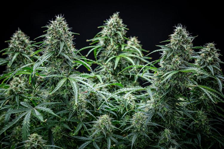 Sensi Supreme Oak Automatic Sensi Seeds. Week 10 - Day 70