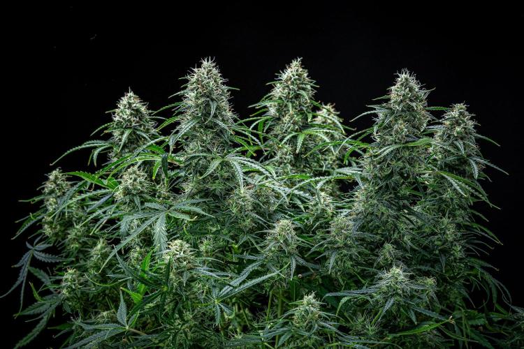 Sensi Supreme Oak Automatic Sensi Seeds. Week 10 - Day 70