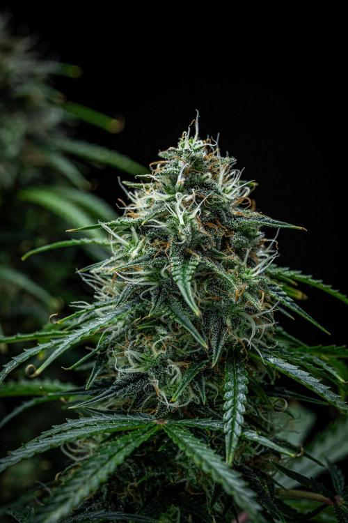 Sensi Supreme Oak Automatic Sensi Seeds. Week 10 - Day 70