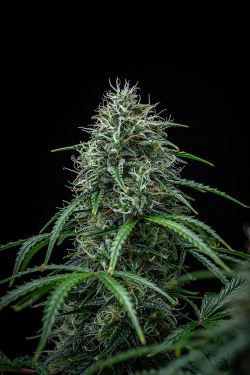 Sensi Supreme Oak Automatic Sensi Seeds. Week 10 - Day 70