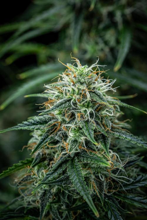 Sensi Supreme Oak Automatic Sensi Seeds. Week 10 - Day 70