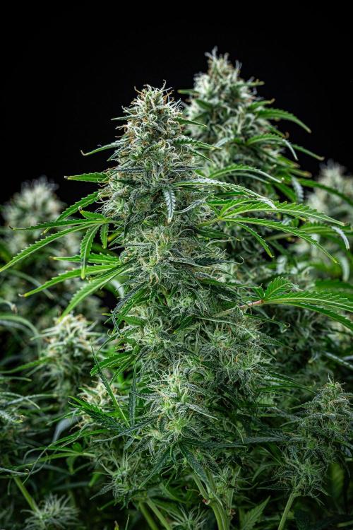 Sensi Supreme Oak Automatic Sensi Seeds. Week 10 - Day 70