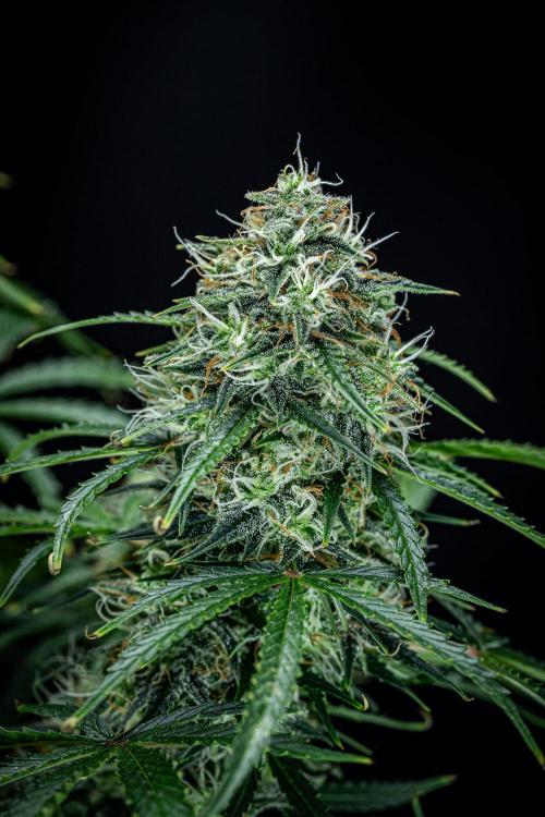 Sensi Supreme Oak Automatic Sensi Seeds. Week 10 - Day 70