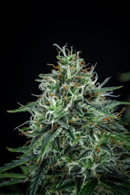 Sensi Supreme Oak Automatic Sensi Seeds. Week 10 - Day 70