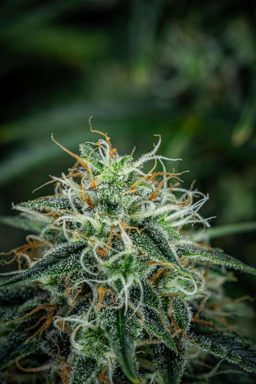 Sensi Supreme Oak Automatic Sensi Seeds. Week 10 - Day 70