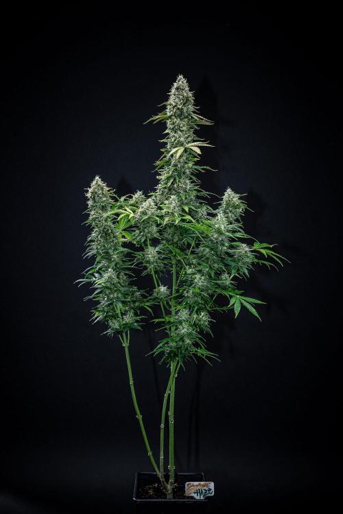 Ghost Train Haze Autoflower Zamnesia. Week 14 - Day 99