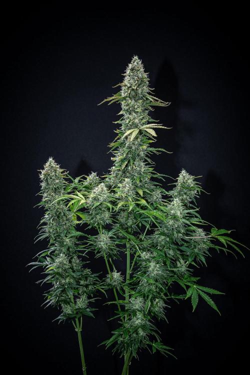 Ghost Train Haze Autoflower Zamnesia. Week 14 - Day 99