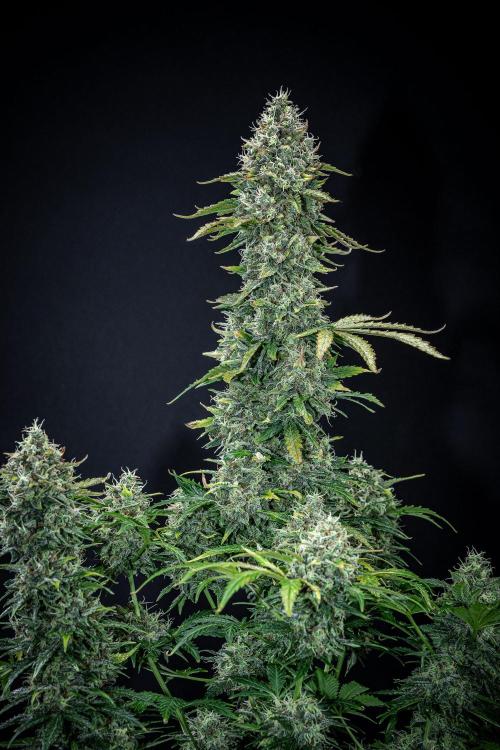 Ghost Train Haze Autoflower Zamnesia. Week 14 - Day 99