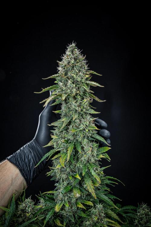 Ghost Train Haze Autoflower Zamnesia. Week 14 - Day 99