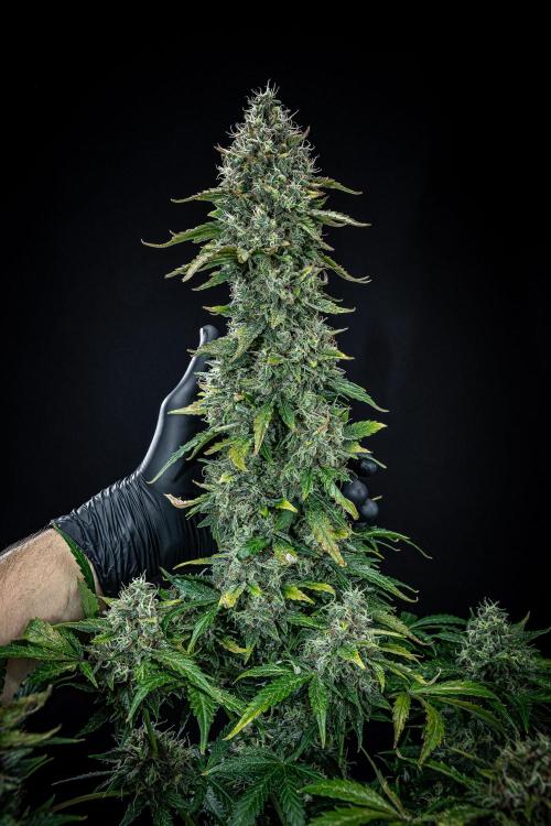 Ghost Train Haze Autoflower Zamnesia. Week 14 - Day 99