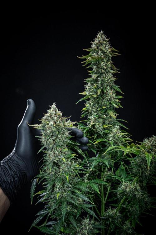 Ghost Train Haze Autoflower Zamnesia. Week 14 - Day 99