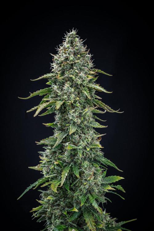 Ghost Train Haze Autoflower Zamnesia. Week 14 - Day 99