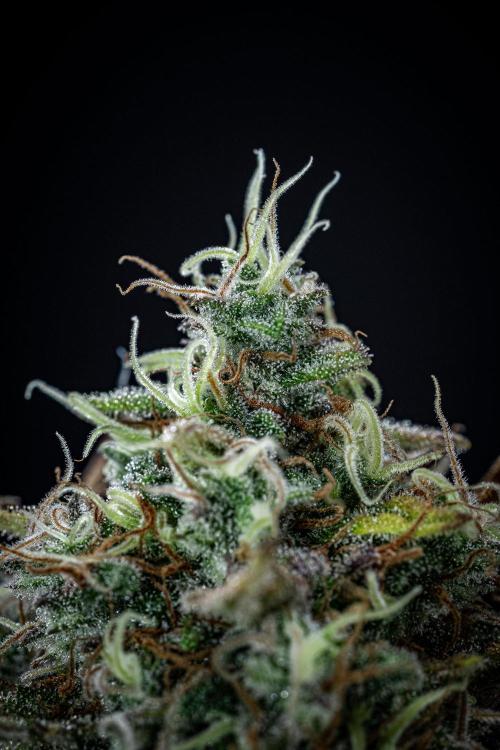 Ghost Train Haze Autoflower Zamnesia. Week 14 - Day 99