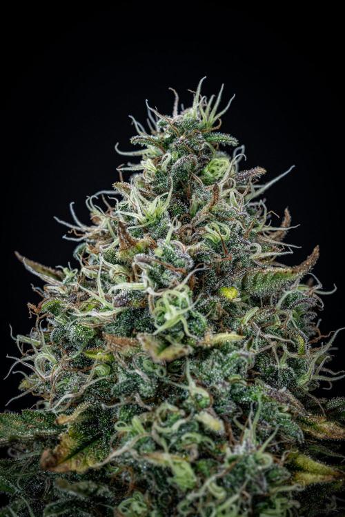 Ghost Train Haze Autoflower Zamnesia. Week 14 - Day 99