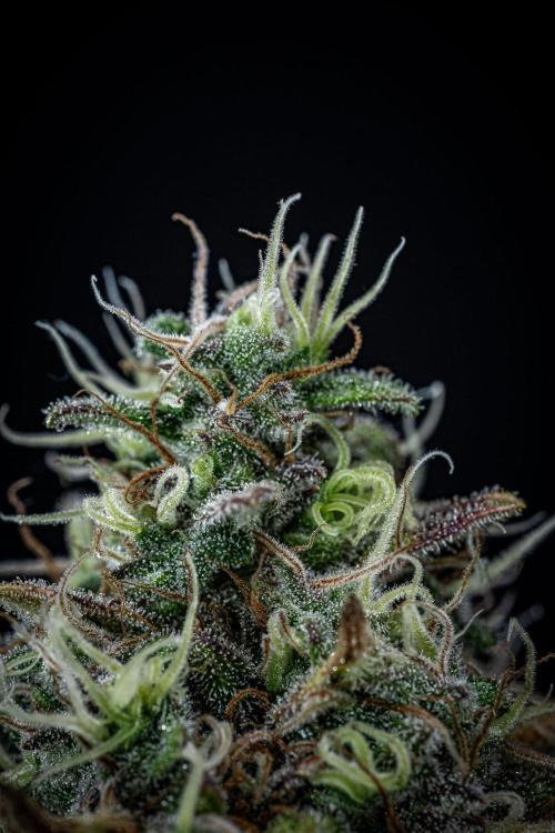 Ghost Train Haze Autoflower Zamnesia. Week 14 - Day 99