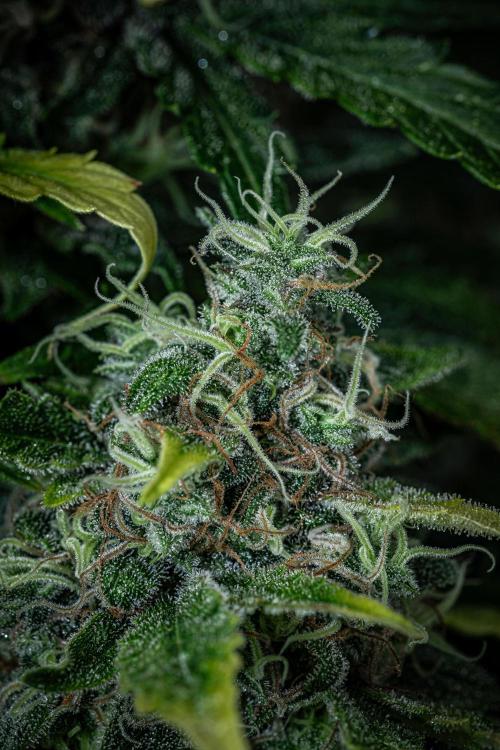 Ghost Train Haze Autoflower Zamnesia. Week 14 - Day 99