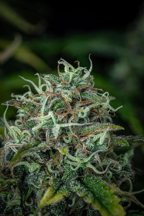 Ghost Train Haze Autoflower Zamnesia. Week 14 - Day 99