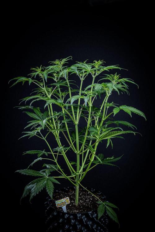 Banana Blaze Auto Dutch Passion. Week 5 - Day 35