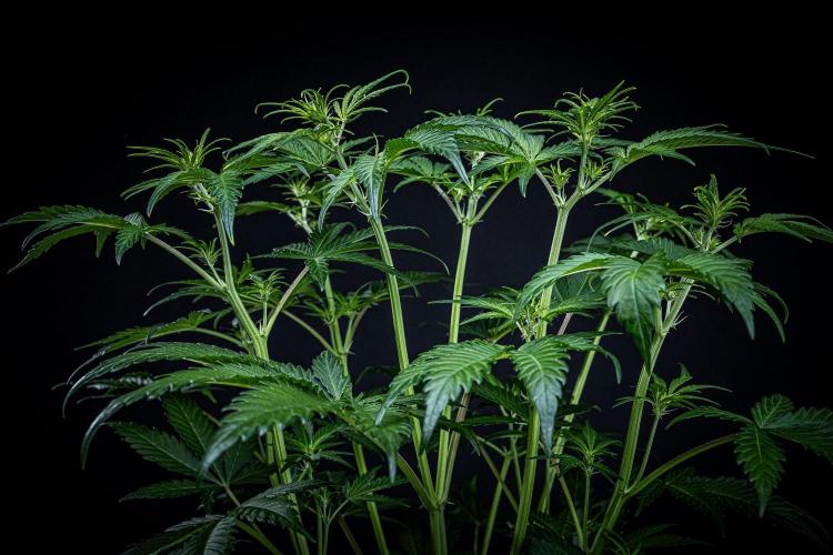 Banana Blaze Auto Dutch Passion. Week 5 - Day 35