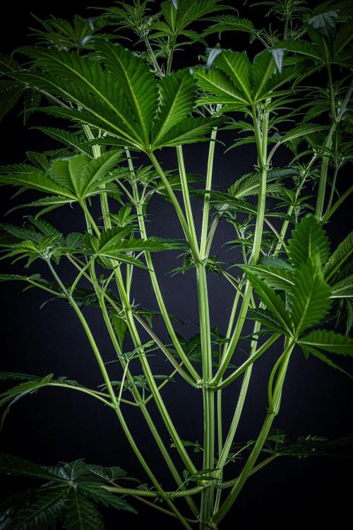 Banana Blaze Auto Dutch Passion. Week 5 - Day 35