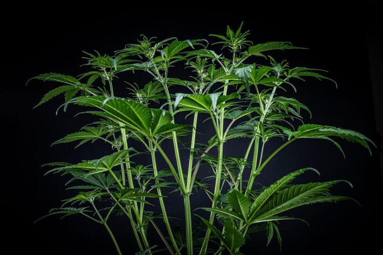 Banana Blaze Auto Dutch Passion. Week 5 - Day 35