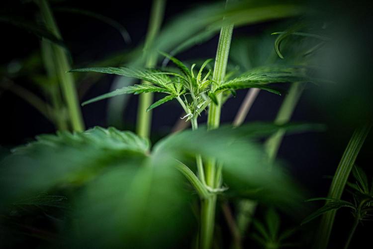 Banana Blaze Auto Dutch Passion. Week 5 - Day 35