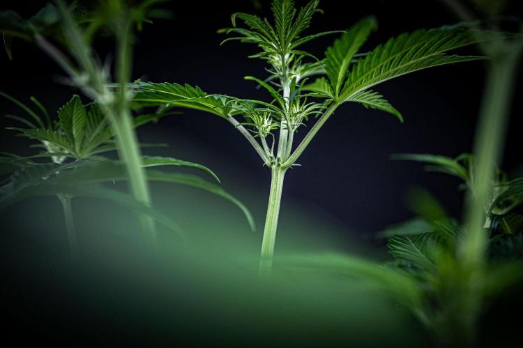 Banana Blaze Auto Dutch Passion. Week 5 - Day 35