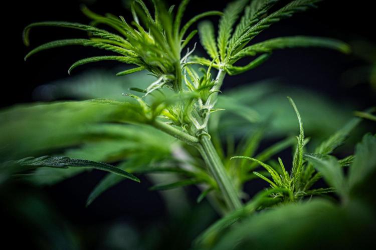 Banana Blaze Auto Dutch Passion. Week 5 - Day 35