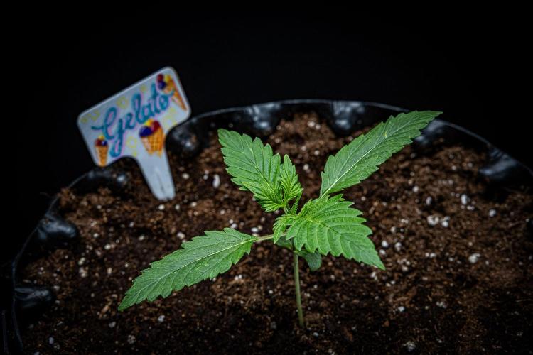 Auto Gelato Pyramid Seeds. Week 2 - Day 13